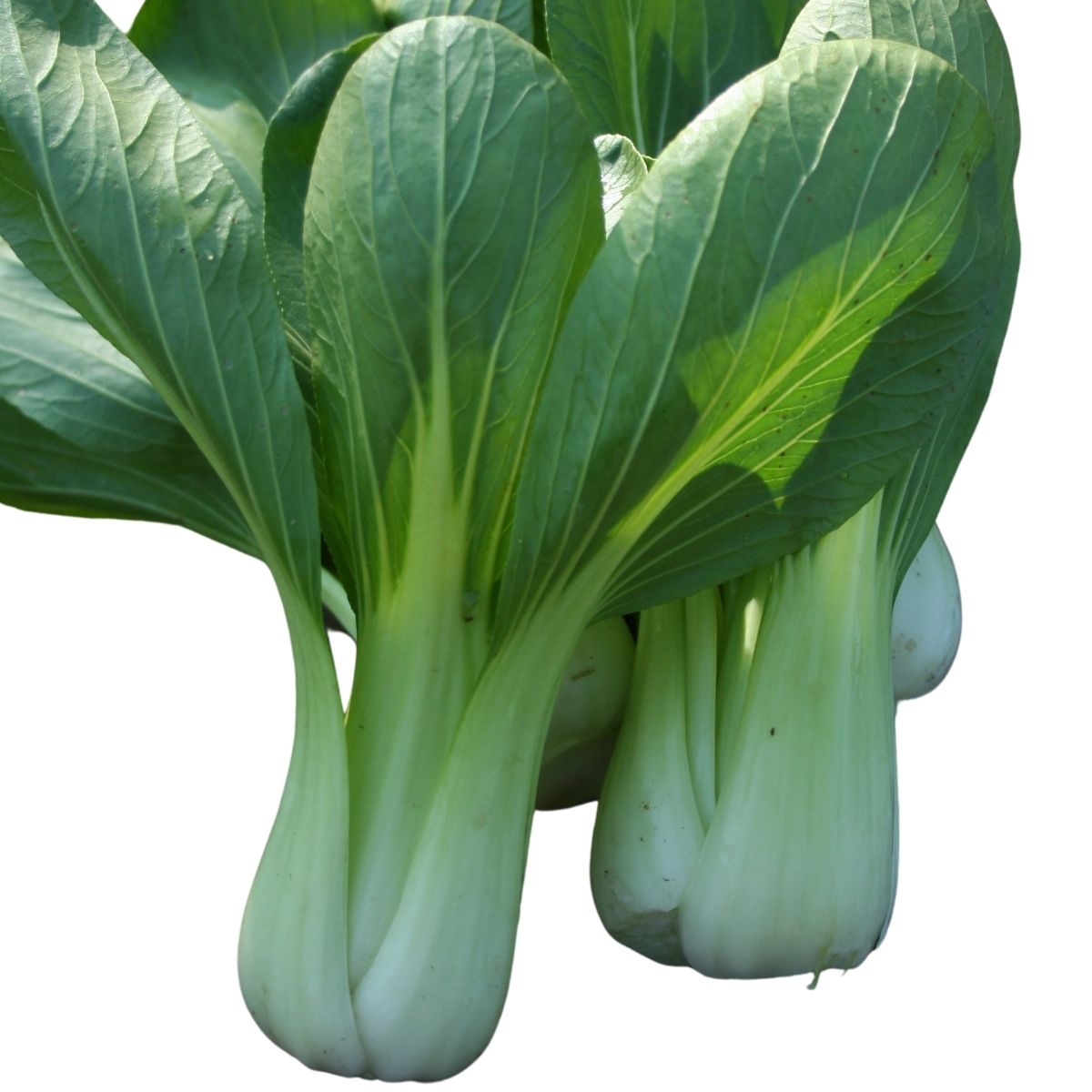 Pak Choi Green Revolution F1 Tozer