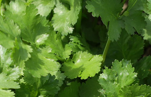 CILANTRO