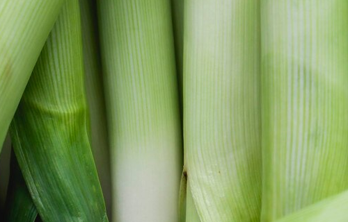 LEEK