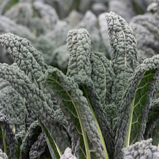 Cavolo Nero