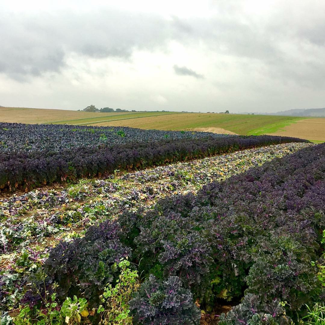 Seasonal favorite Kalettes® hit the shelves again